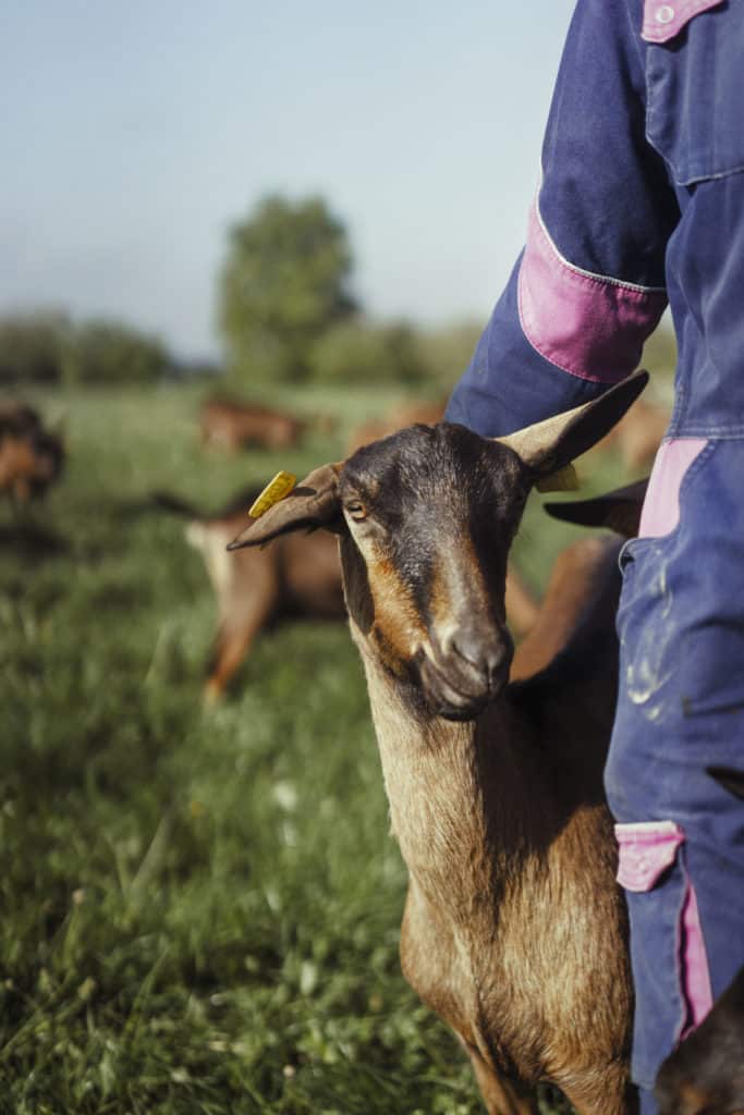 Chèvre et son éleveuse