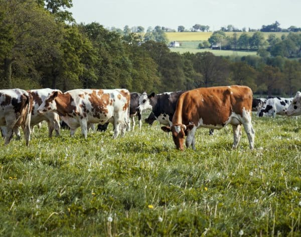 Ferme agroécologie