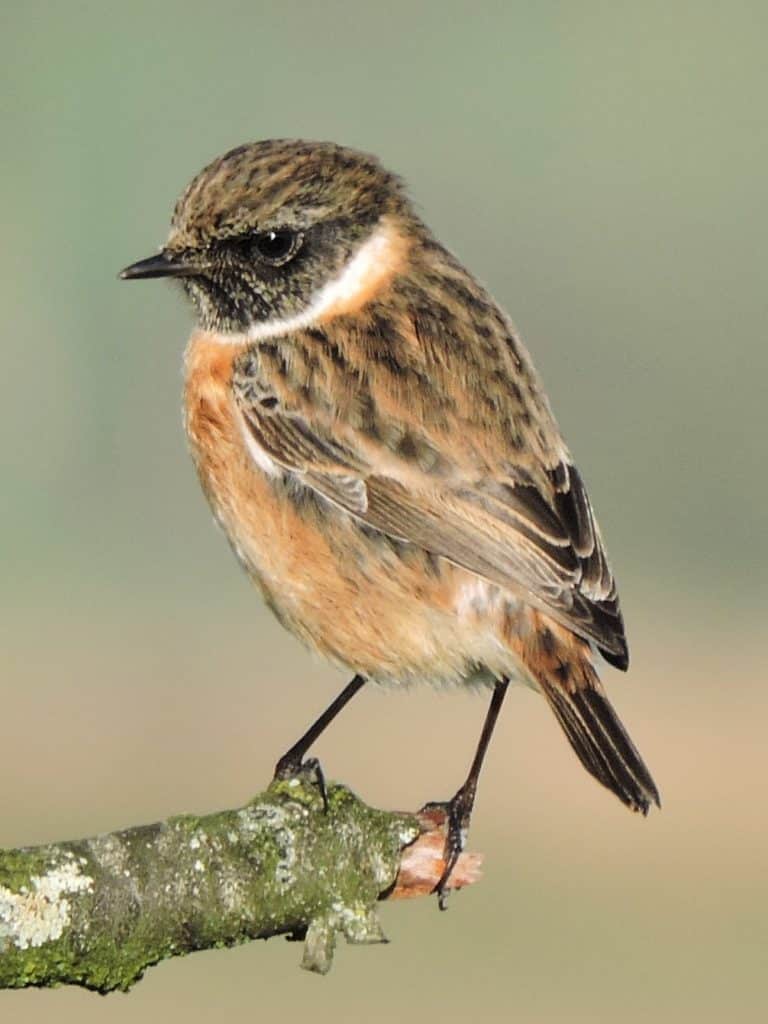 OISEAU_tarier pâtre (©LPO Bretagne, Laëtitia Heuzé)