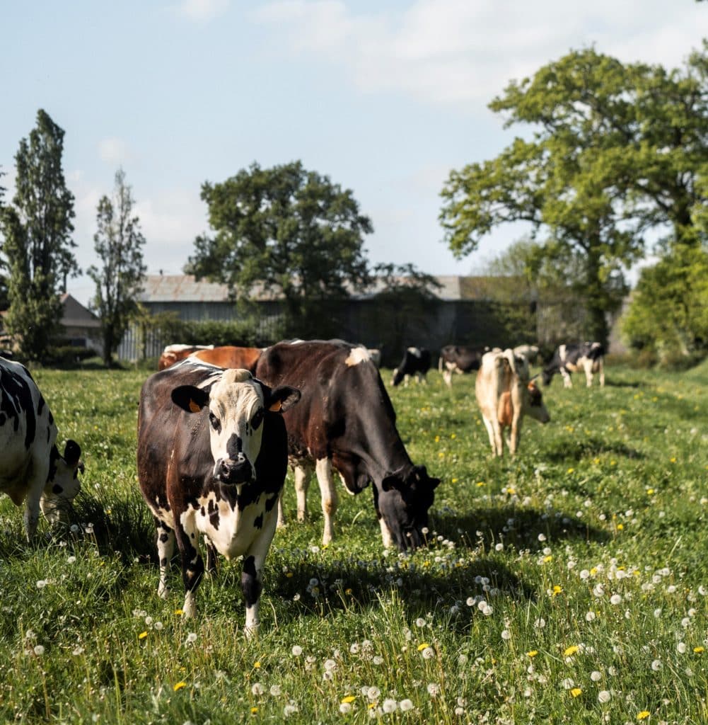Vaches prairie